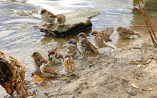 flock of House sparrows